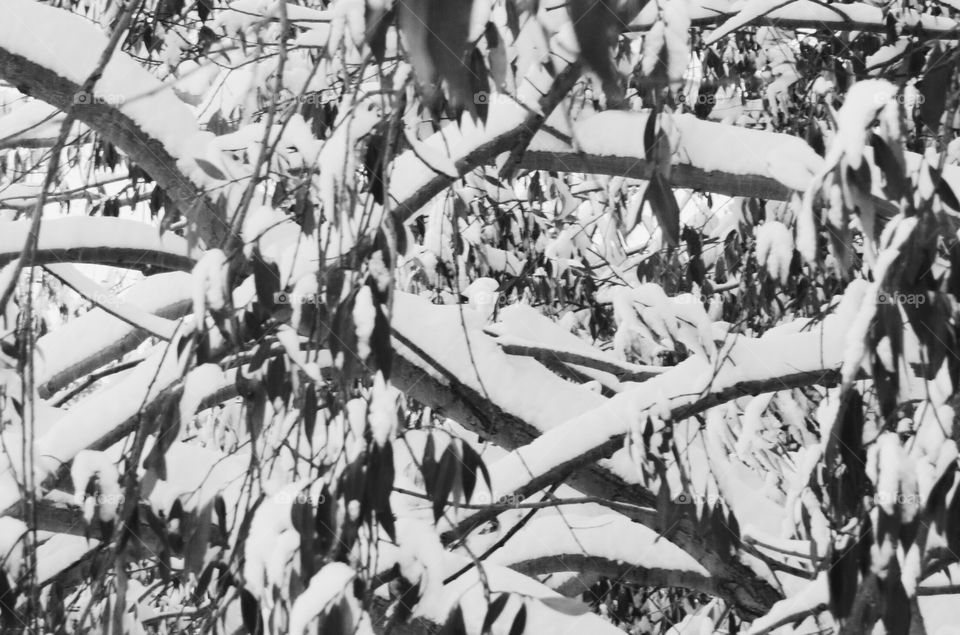 Trees and branches with snow on them