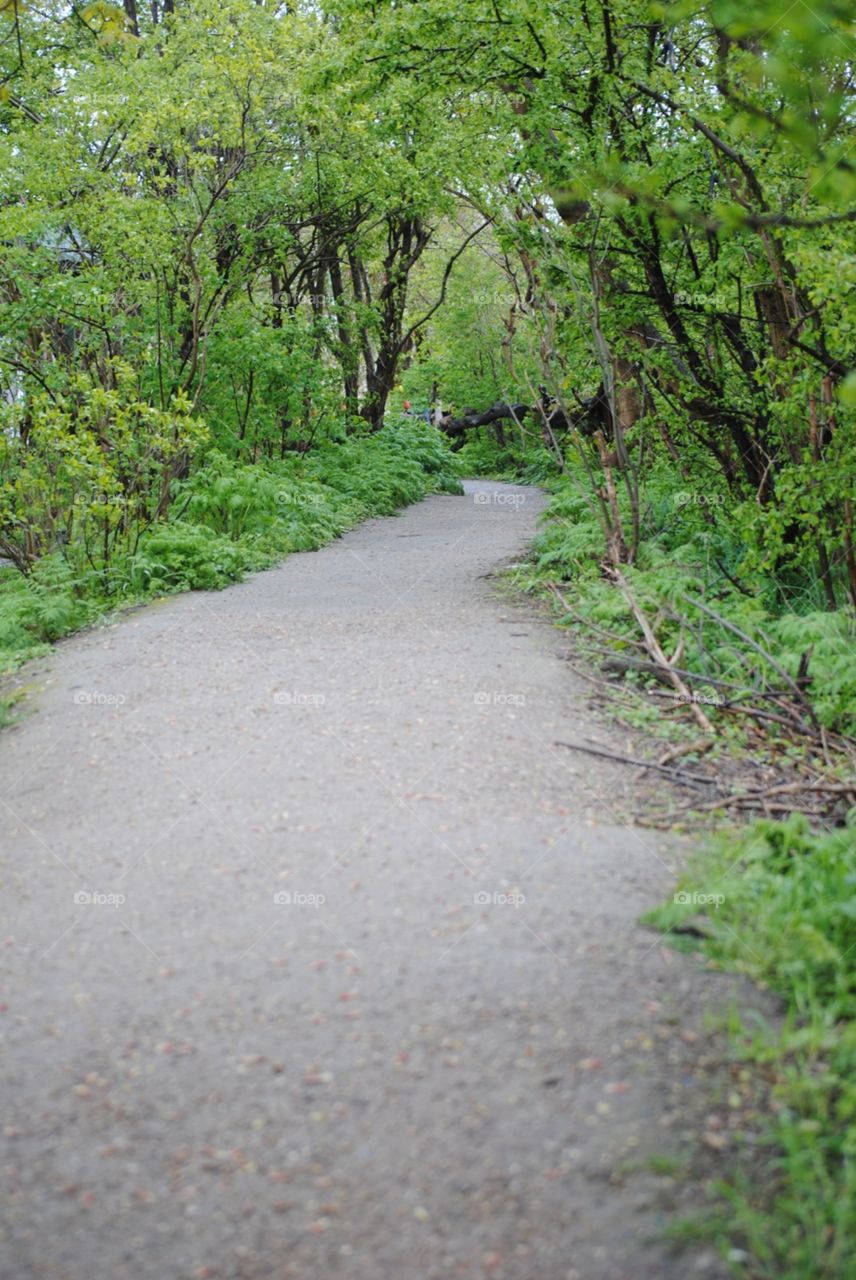 trail in the forest