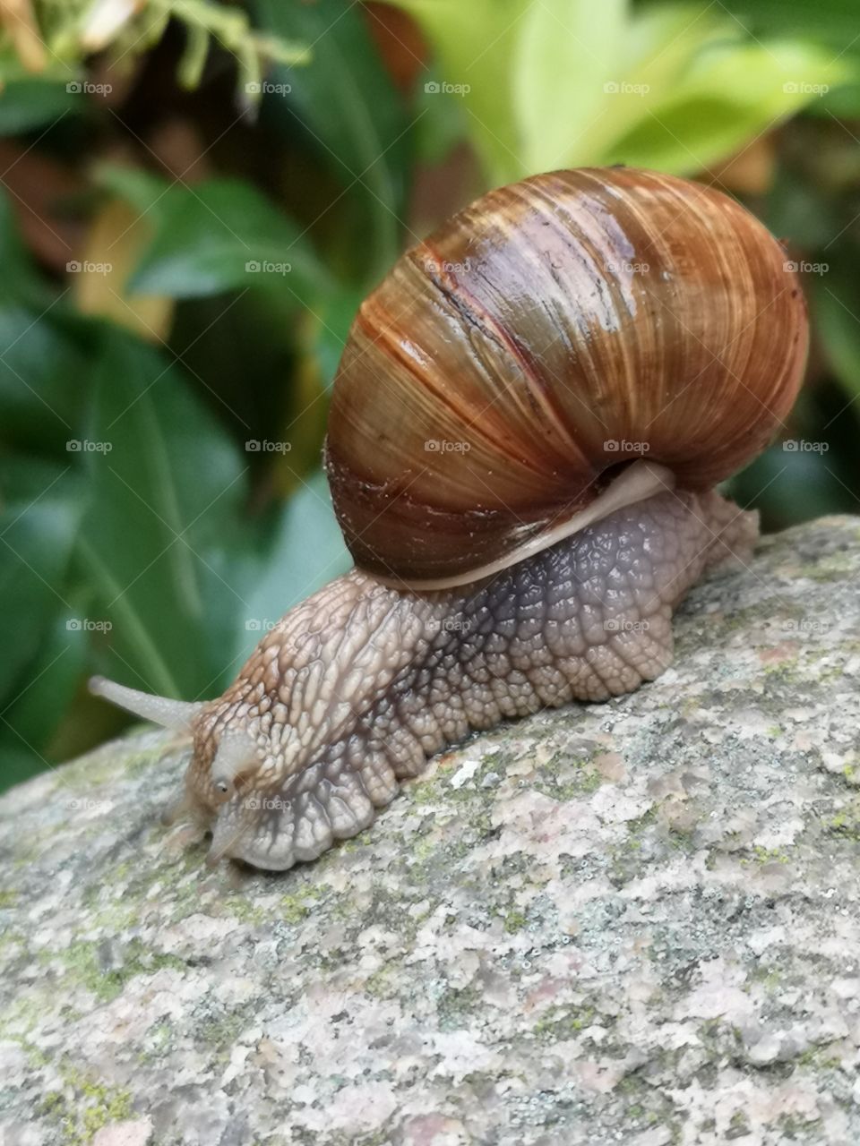 Snail in my garden