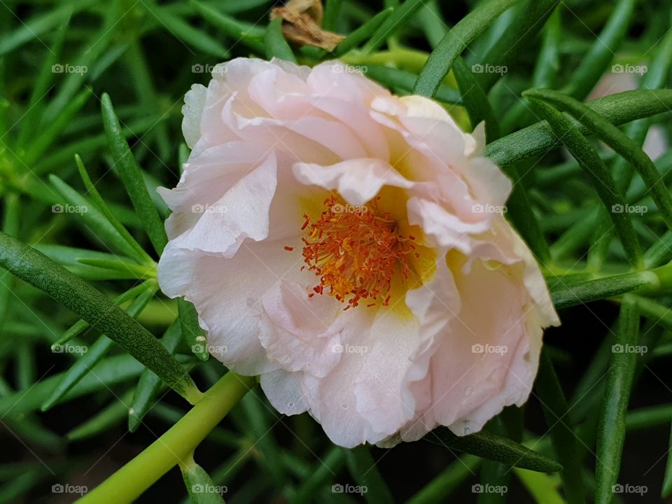  Portulaca Grandiflora or Moss-rose