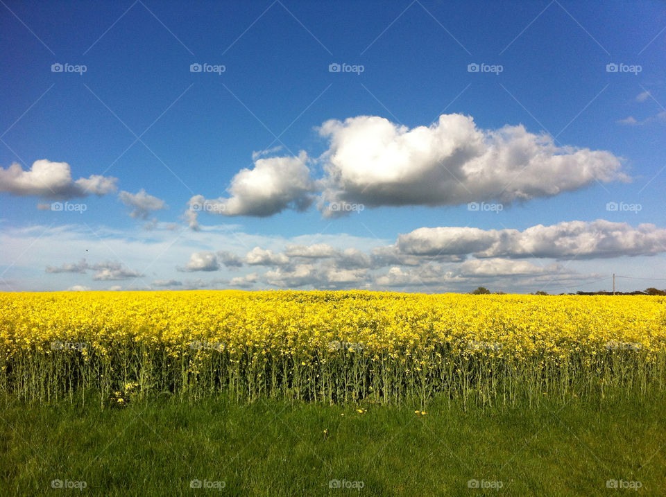 landscape field yellow united kingdom by gadley