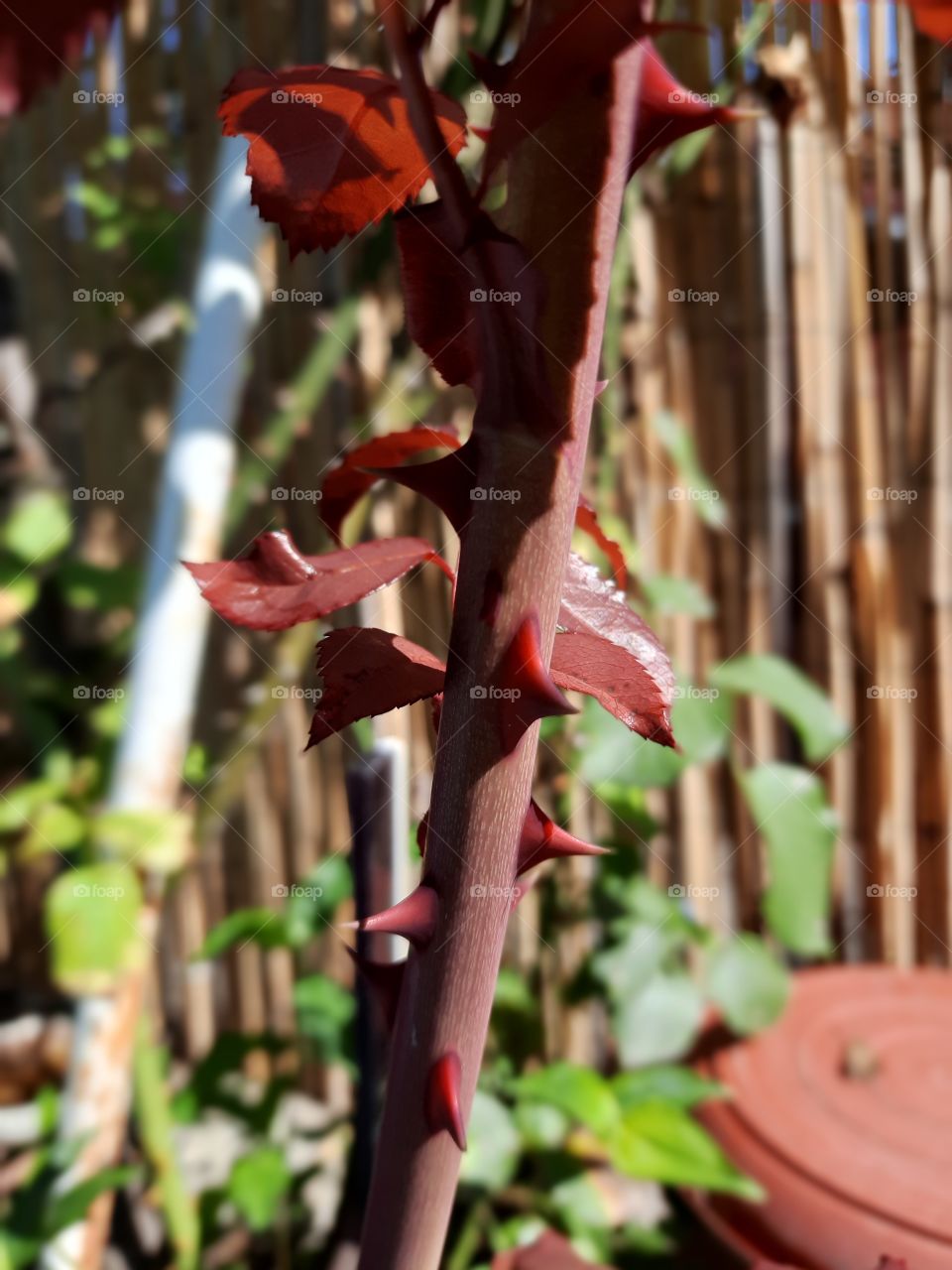 Rose thorns