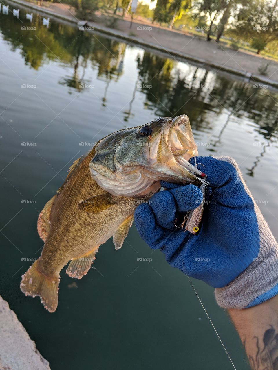 bigmouth bass in Arizona