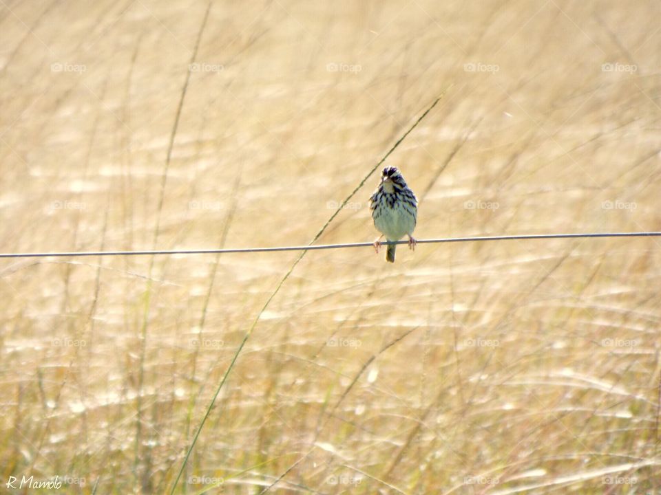 Bird on a wire
