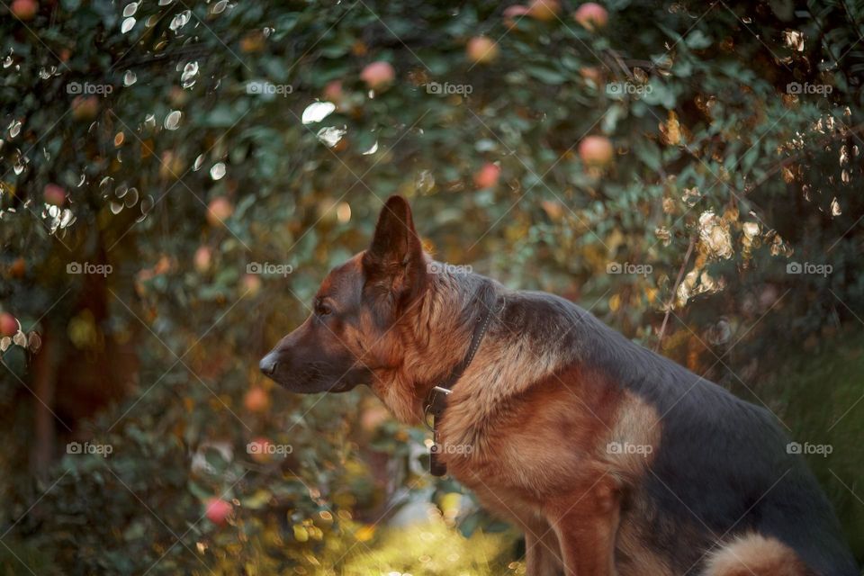 German shepherd male dog outdoor portrait in sunlight