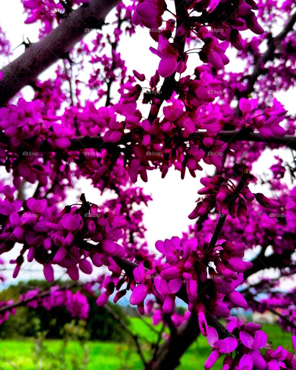 Violet colour stories💜