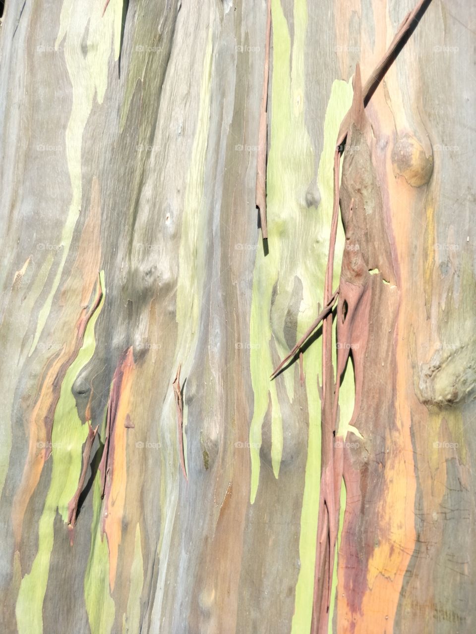tree bark colors