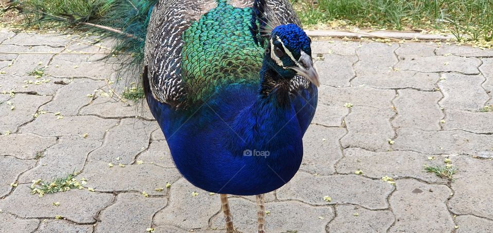 peacock
