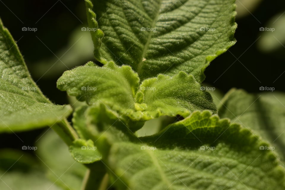 a close up picture of symmetrical bright green leaves with a bud in the middle growing in twos