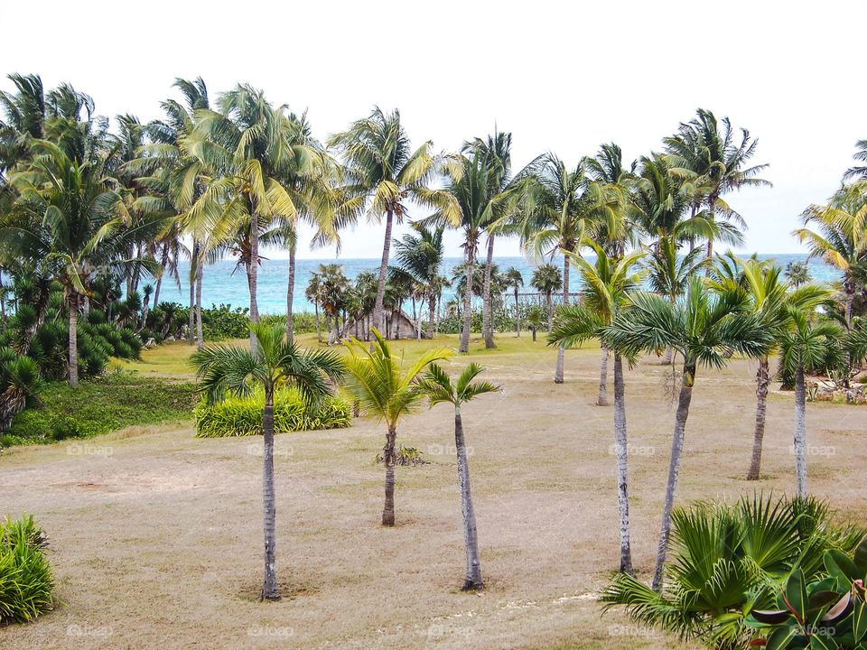 Palm trees in resort near the beach at Cayo coco, Cuba