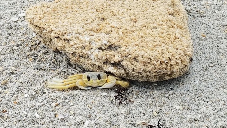 Happy crab