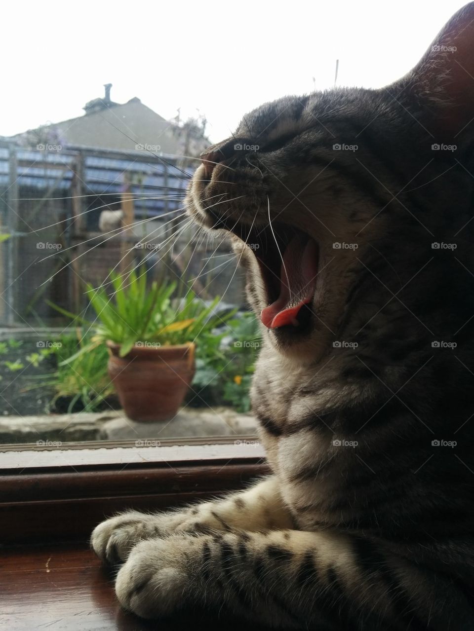 yawn cat, yawn