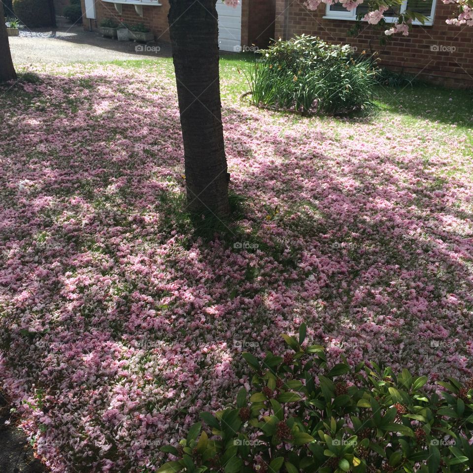 Spring. Pink flowers