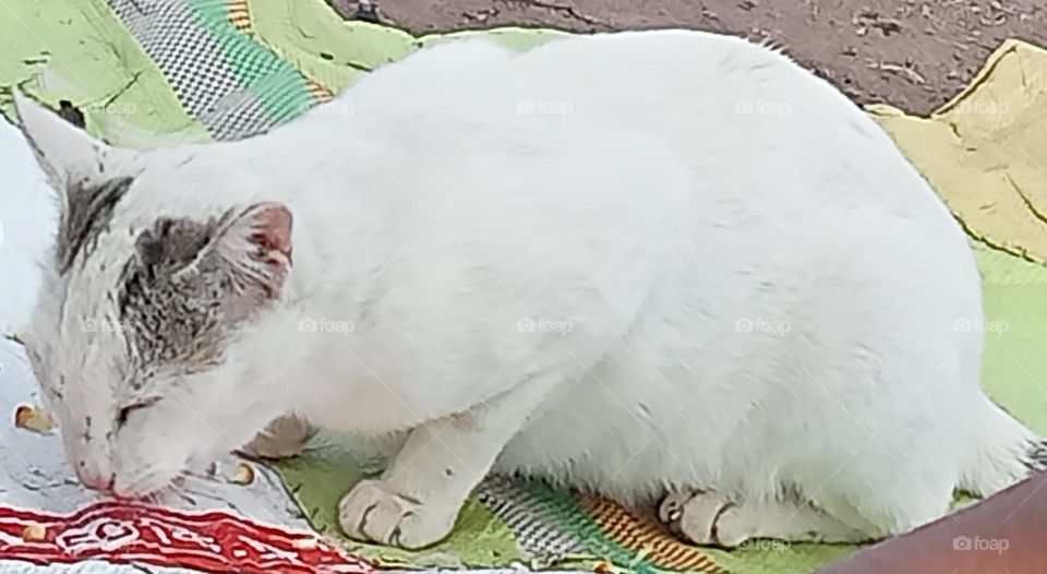 Oh! such a pretty cat!!!ππΊ very smooth fur π» with milky white colour. looking awesome π cat is hungry and busy with eating πcat eating veg and non veg also. cat likes ratπ very much. And also like drinking milk.π₯