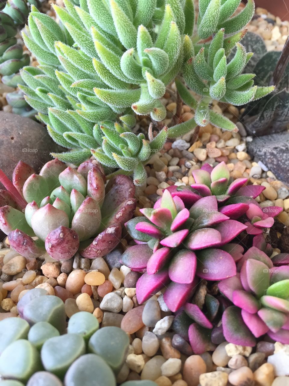Succulents. Beautiful succulents in nature's glorious colors. 