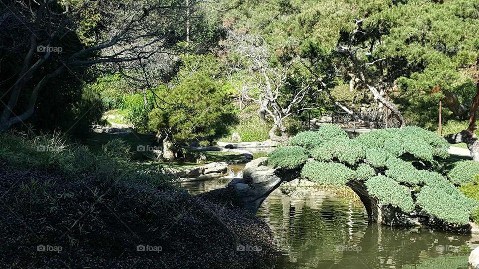 Water, Nature, Tree, Landscape, River