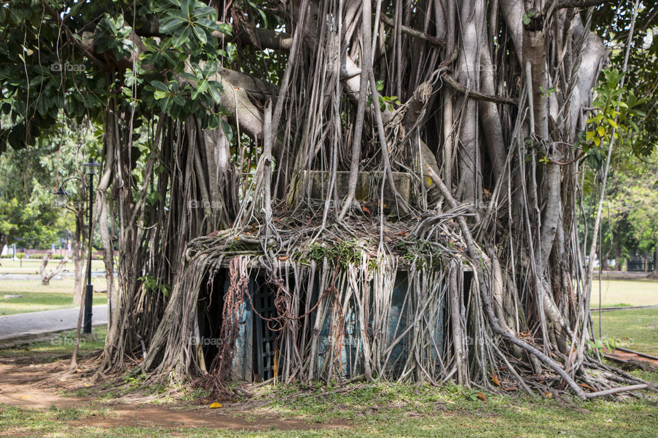 very old tree at Viharamahadevi park, colombo, srilanka