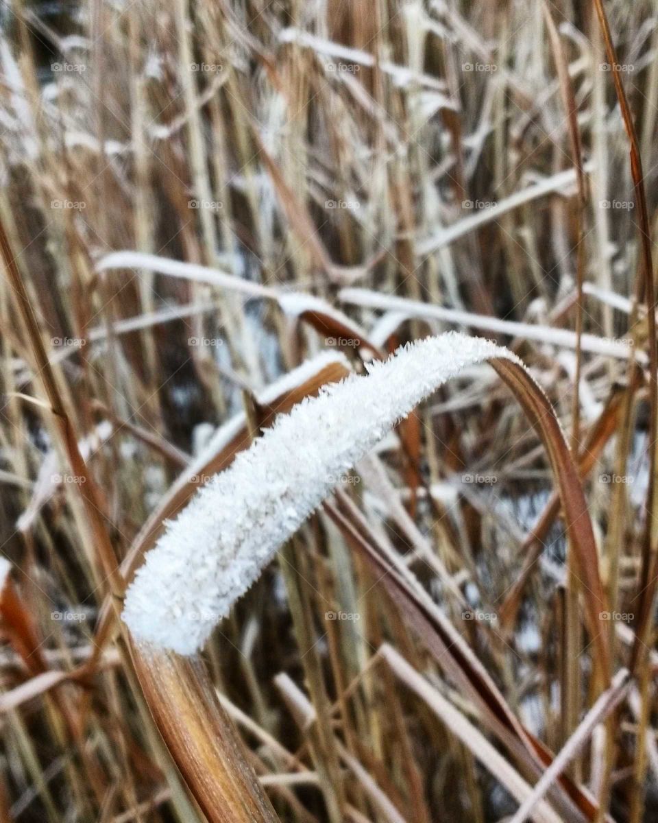 Natur Frozen Winter
