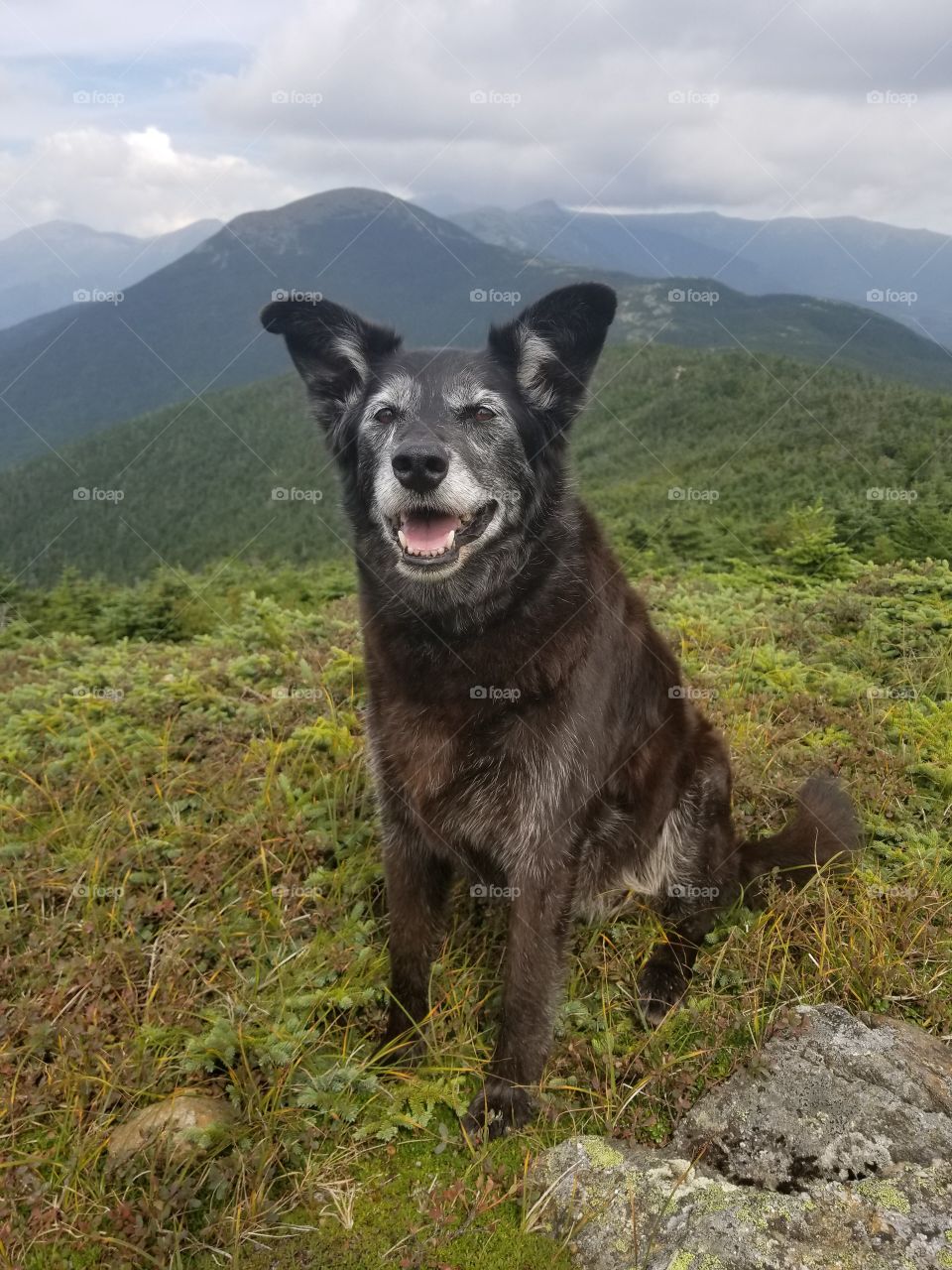 dogs and mountains