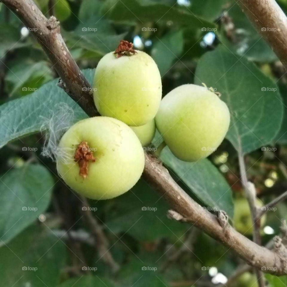 Apple tree