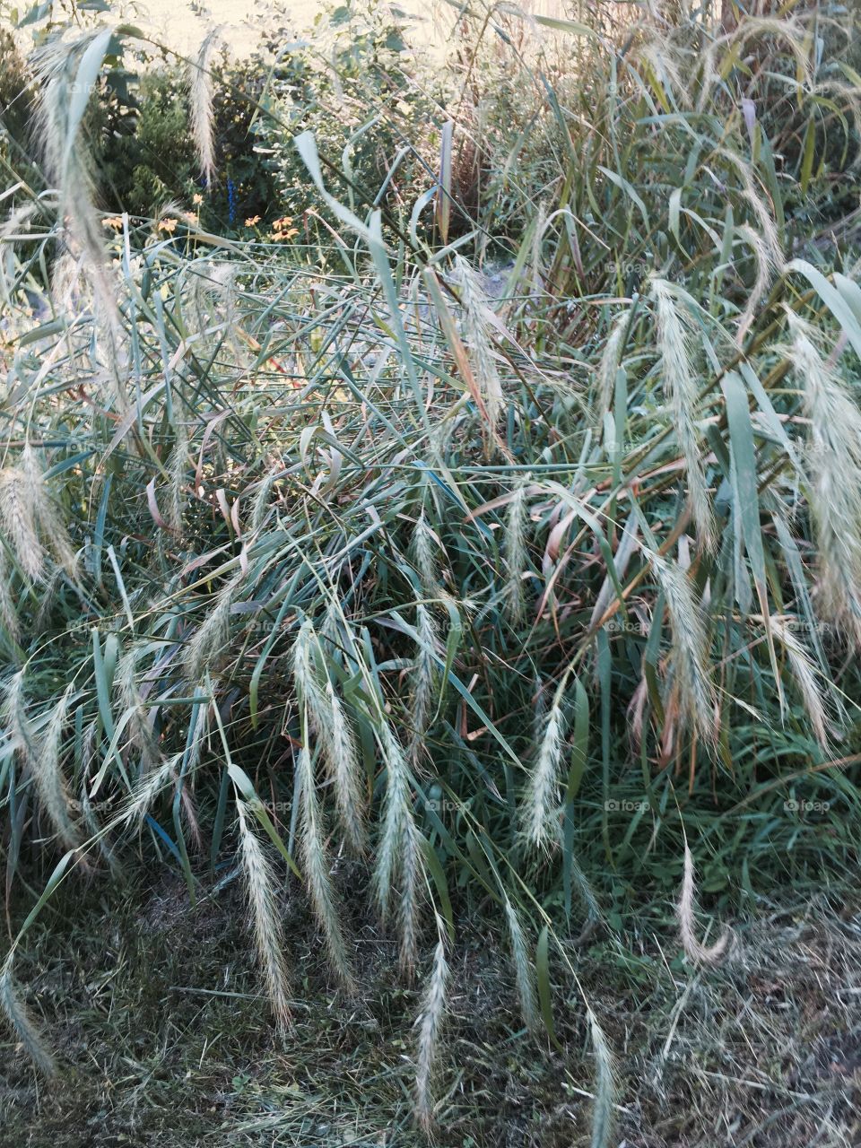 Tall Grass