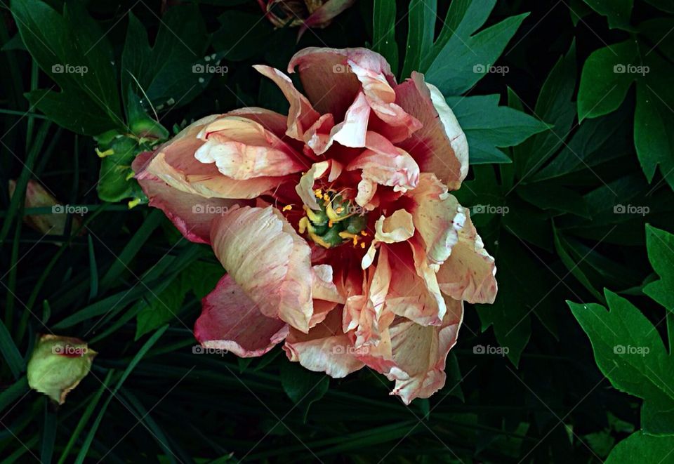 Fading Peony