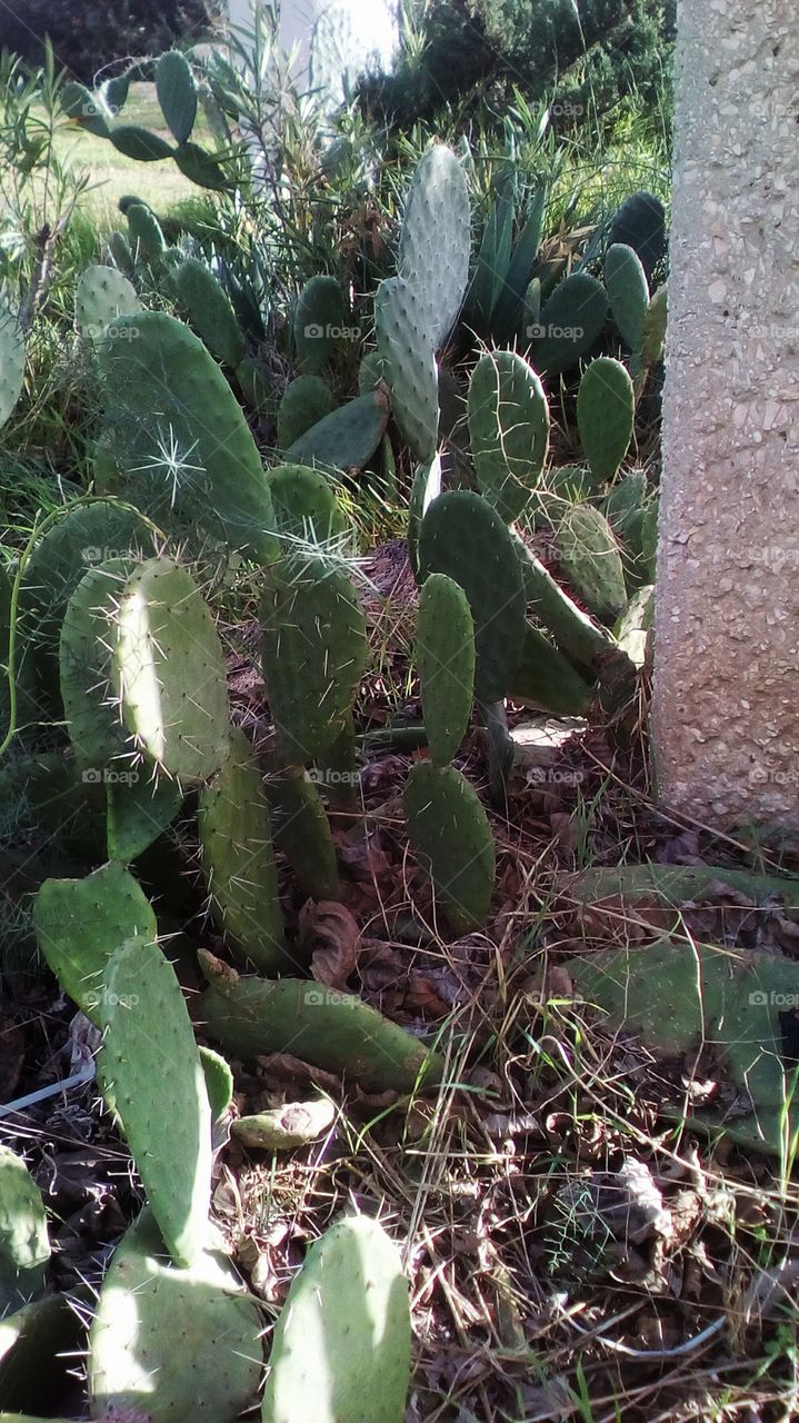 Cactus