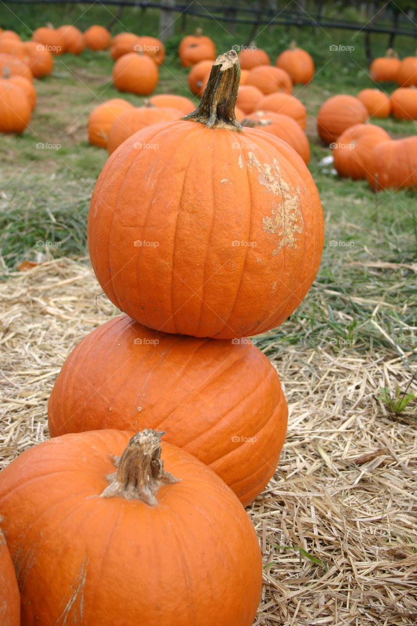 Stacked pumpkins 