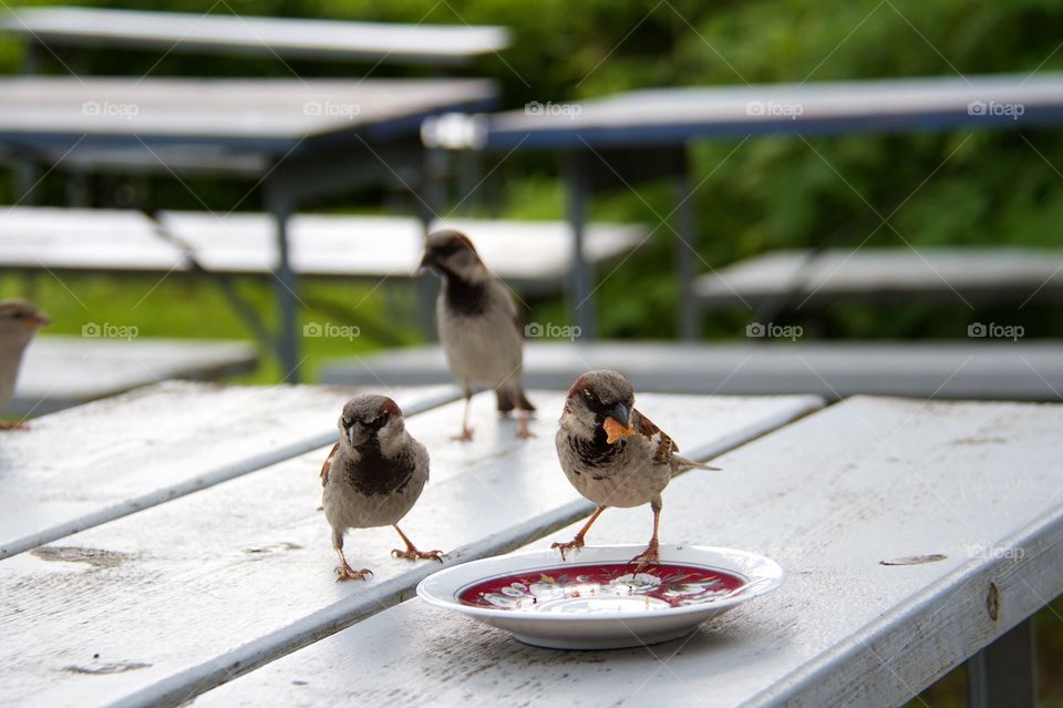 Sparrows in the garden . Sparrows in the garden 