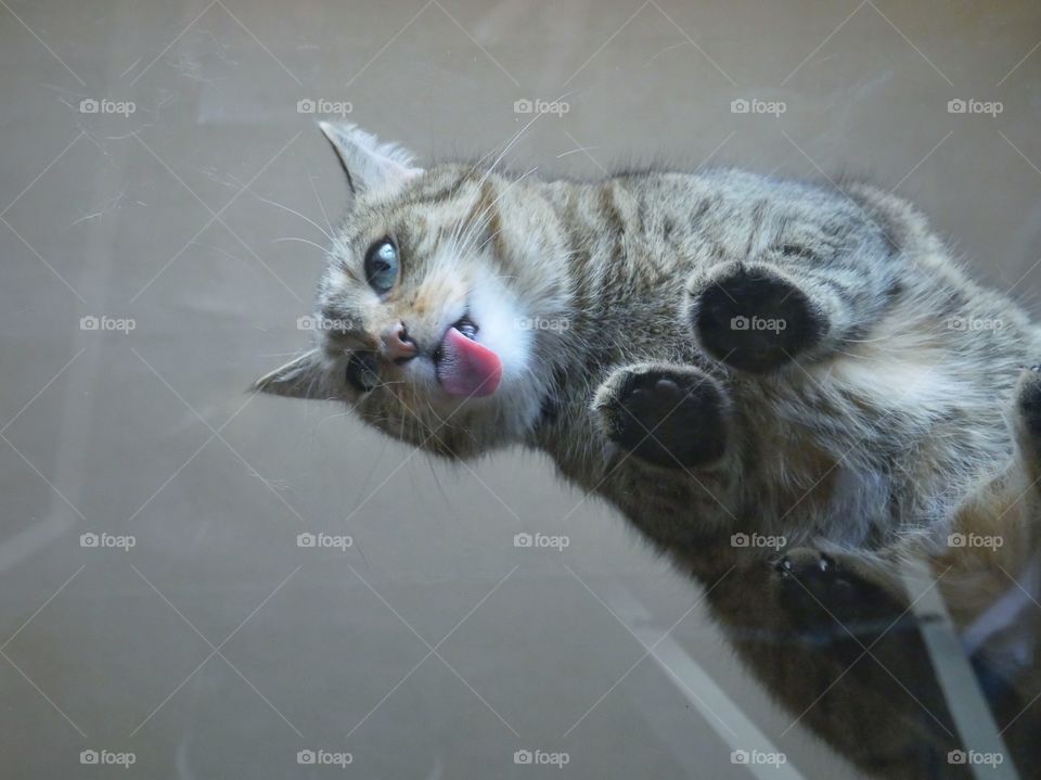 Cat on glass table