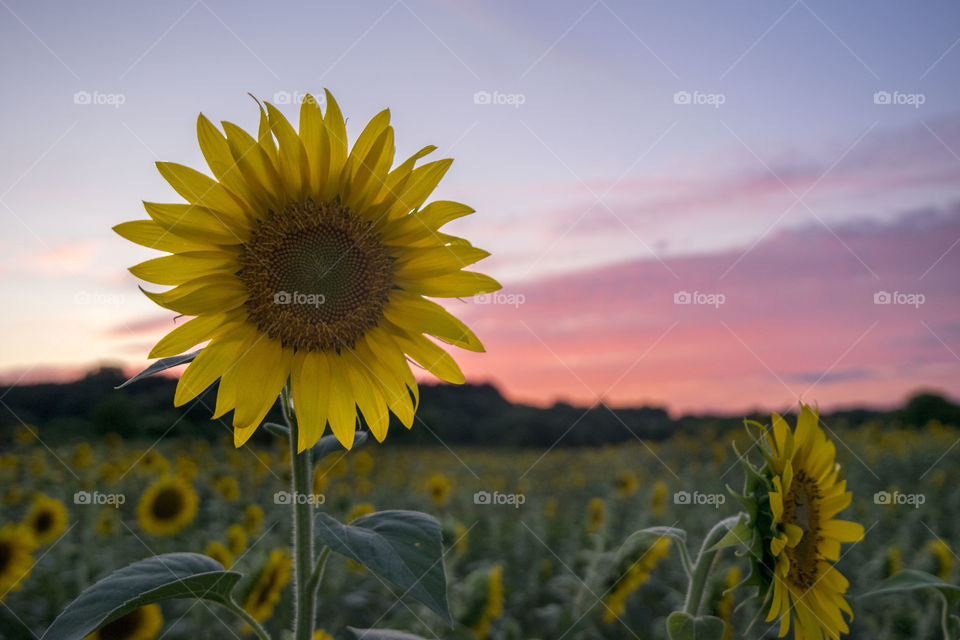 Sunflower at sunset