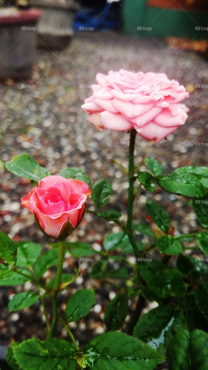 🌹 rose ♥️