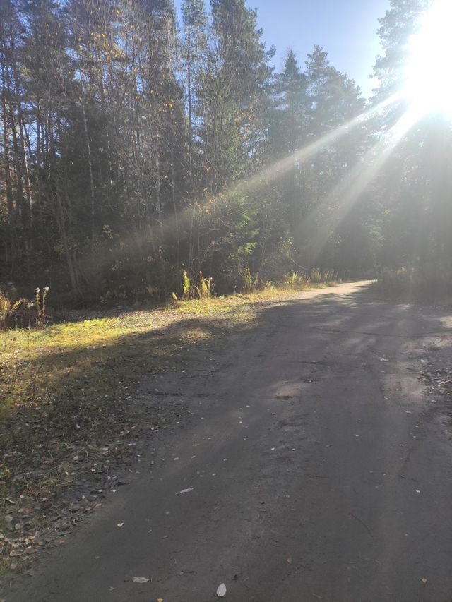Sunlit forest road