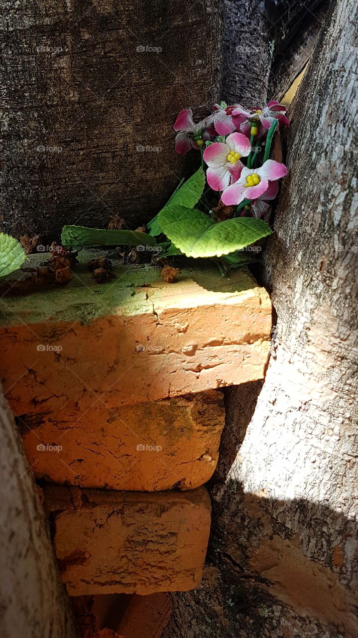 flower on tree