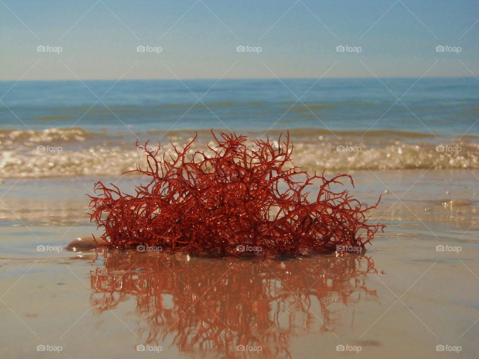 Sea Weed at the Ocean