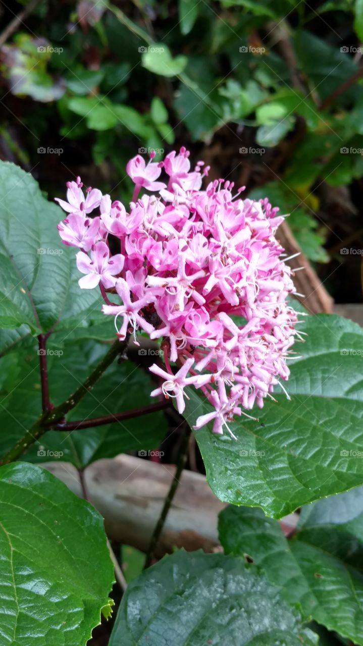 pink flower