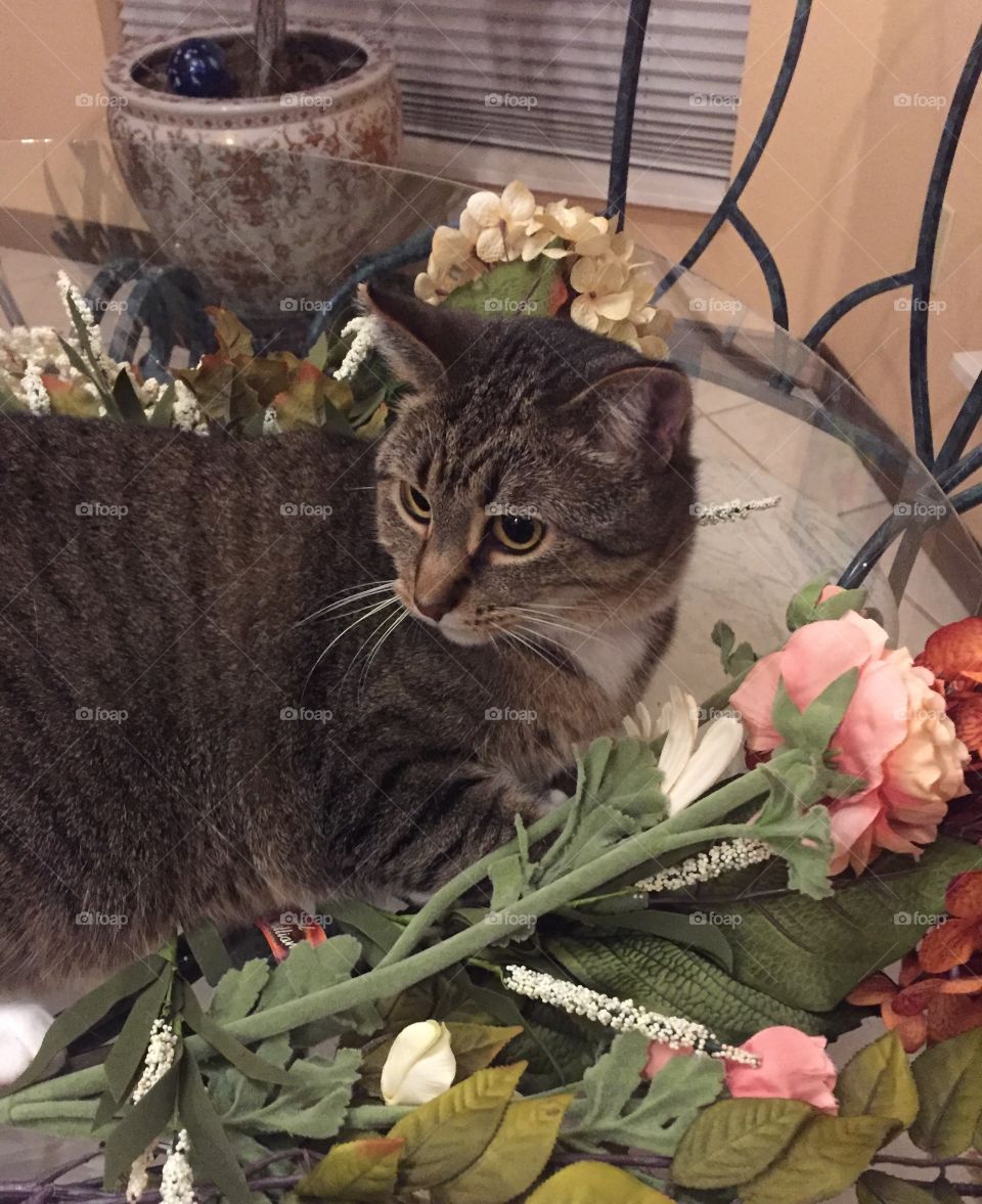 Cat in the flowers