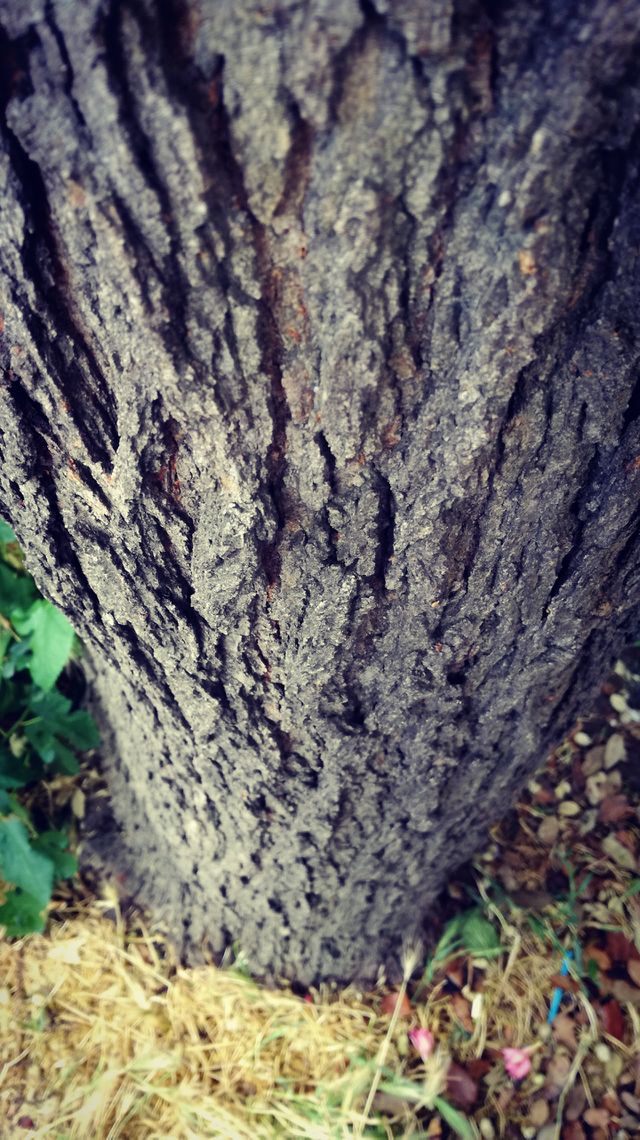 Tree trunk