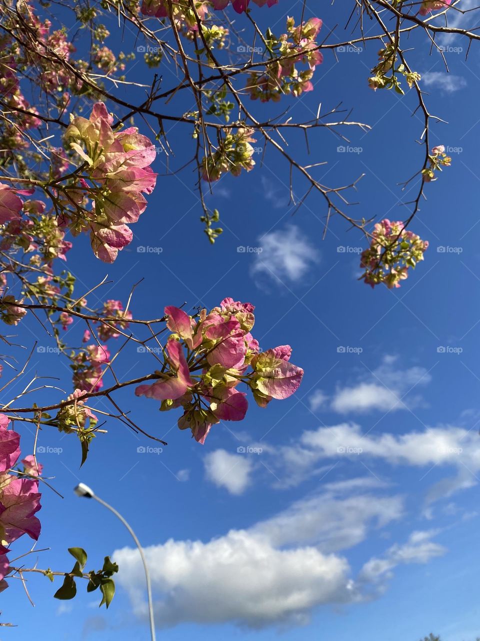 Spring pink flowers under the blue sky with clouds