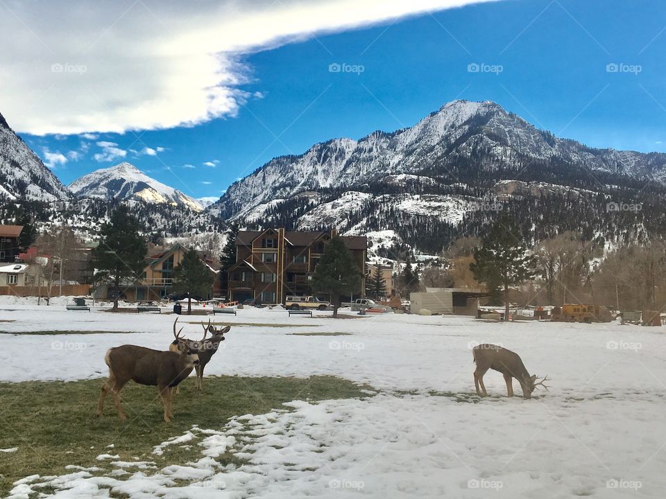 Deer in Ouray