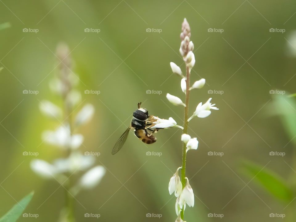 Grass flies and flowers