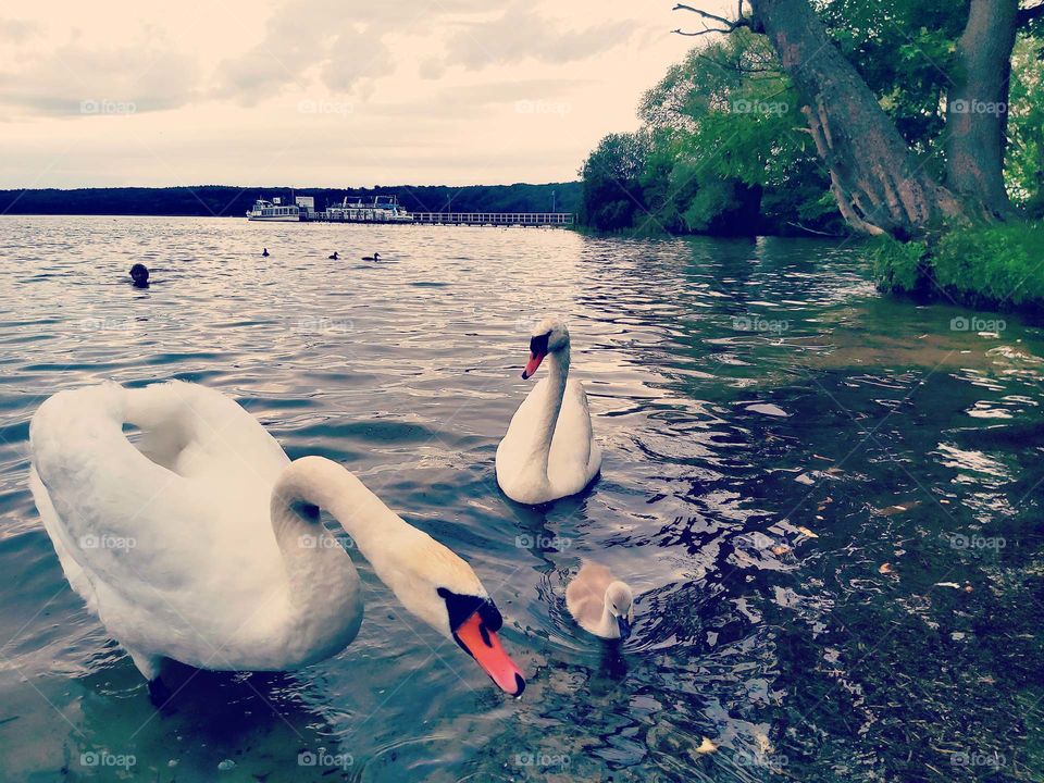 Beautiful beach with birds on the shores of Lake Kolonzi Zee in Neubrandenburg, Germany.