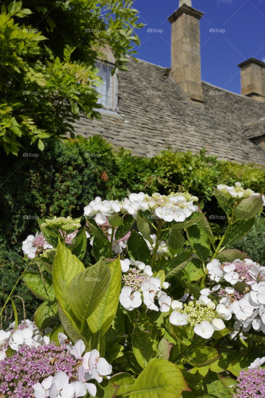 Cottage. Cotswolds