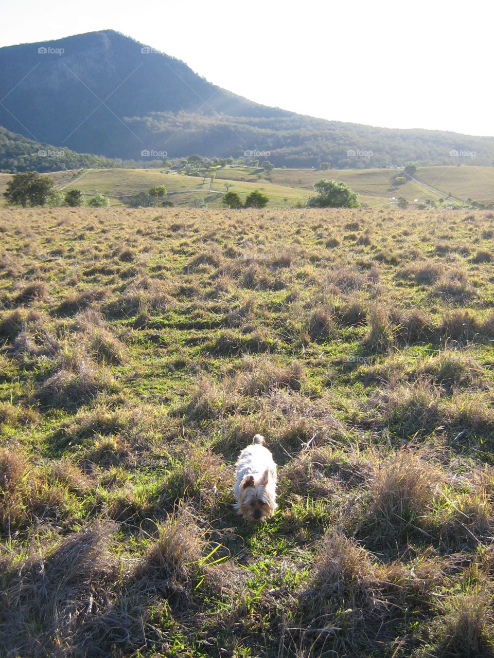 A silky terrior explores the countryside on a hill with mountain views in Queensland, Australia