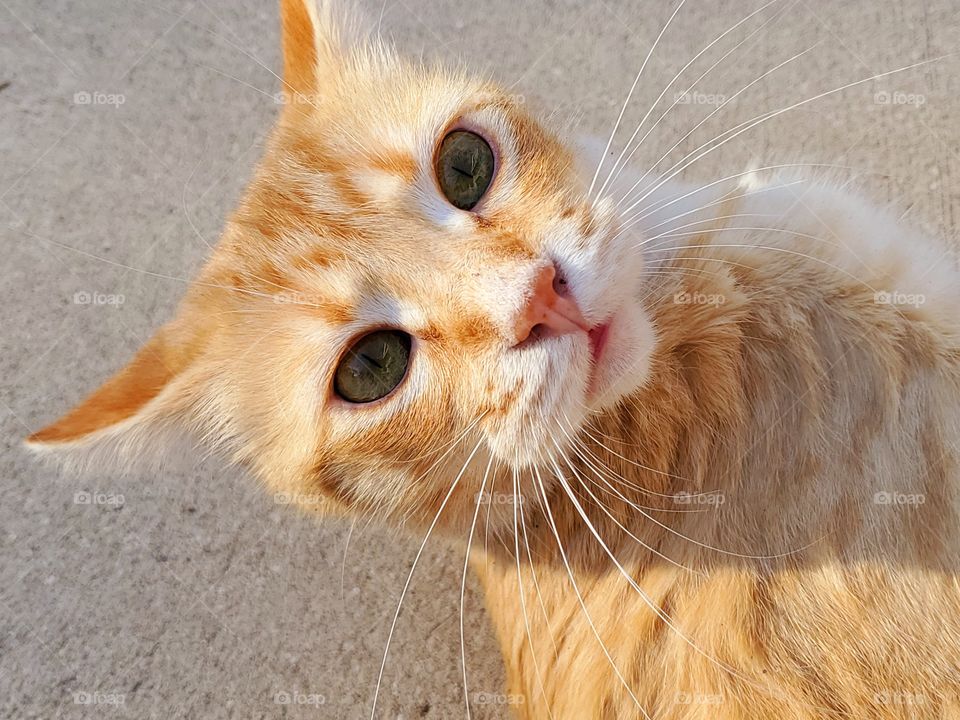 orange tabby on the cement floor looking up at camera