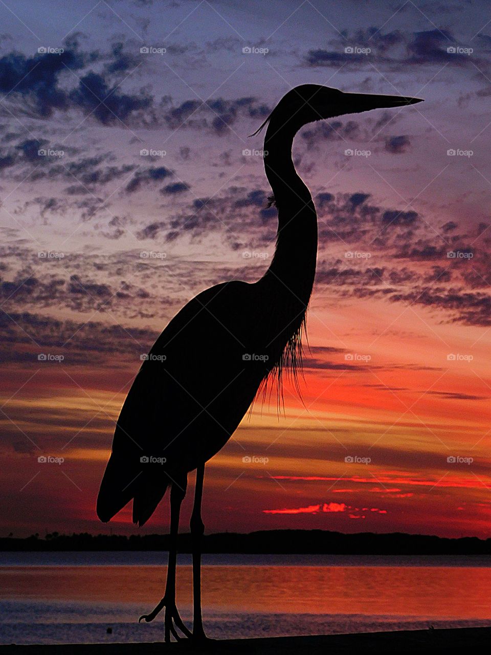 Great Blue Heron in the sunset