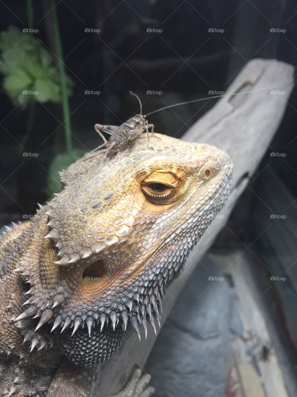 My Bearded Dragon Is so annoyed that his food is avoiding him by sitting where he can’t catch him; on the top of his head! Crickets are smart!