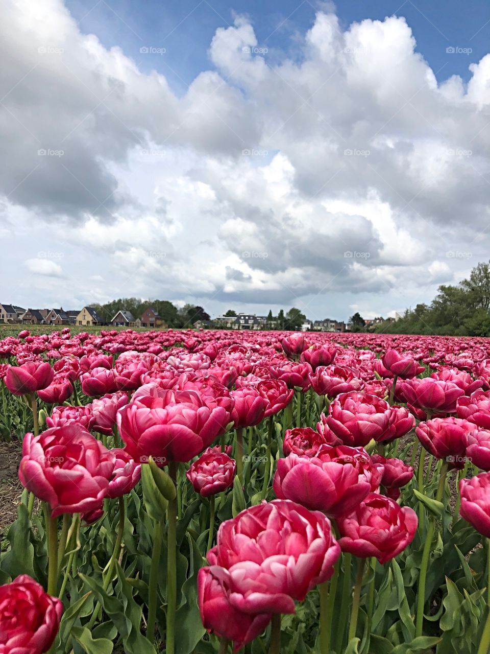Dutch tulip field 