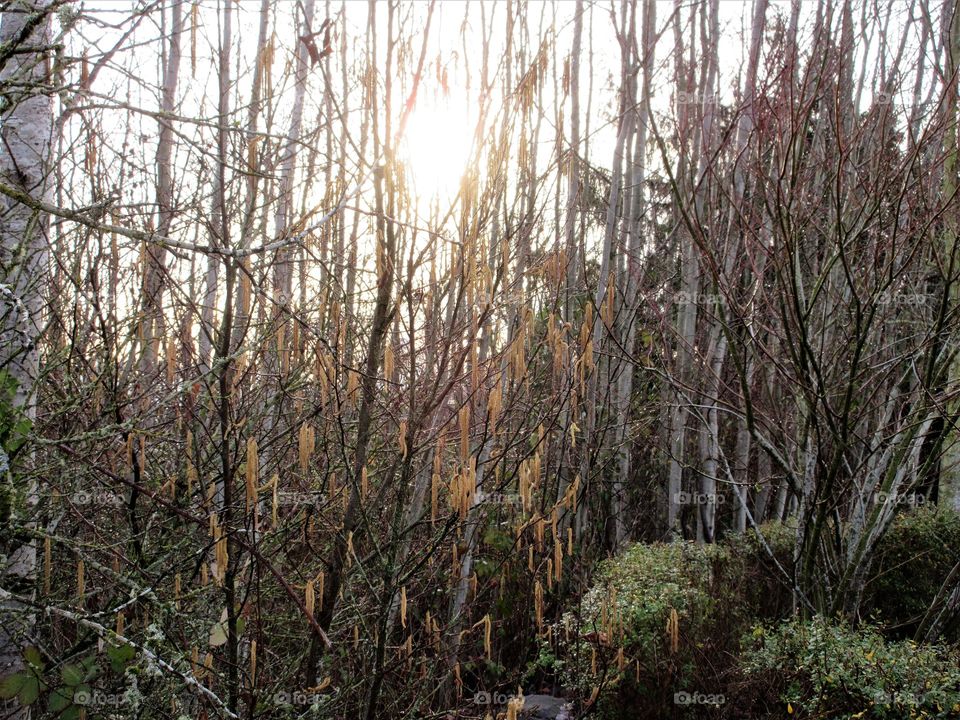 winter sun and trees