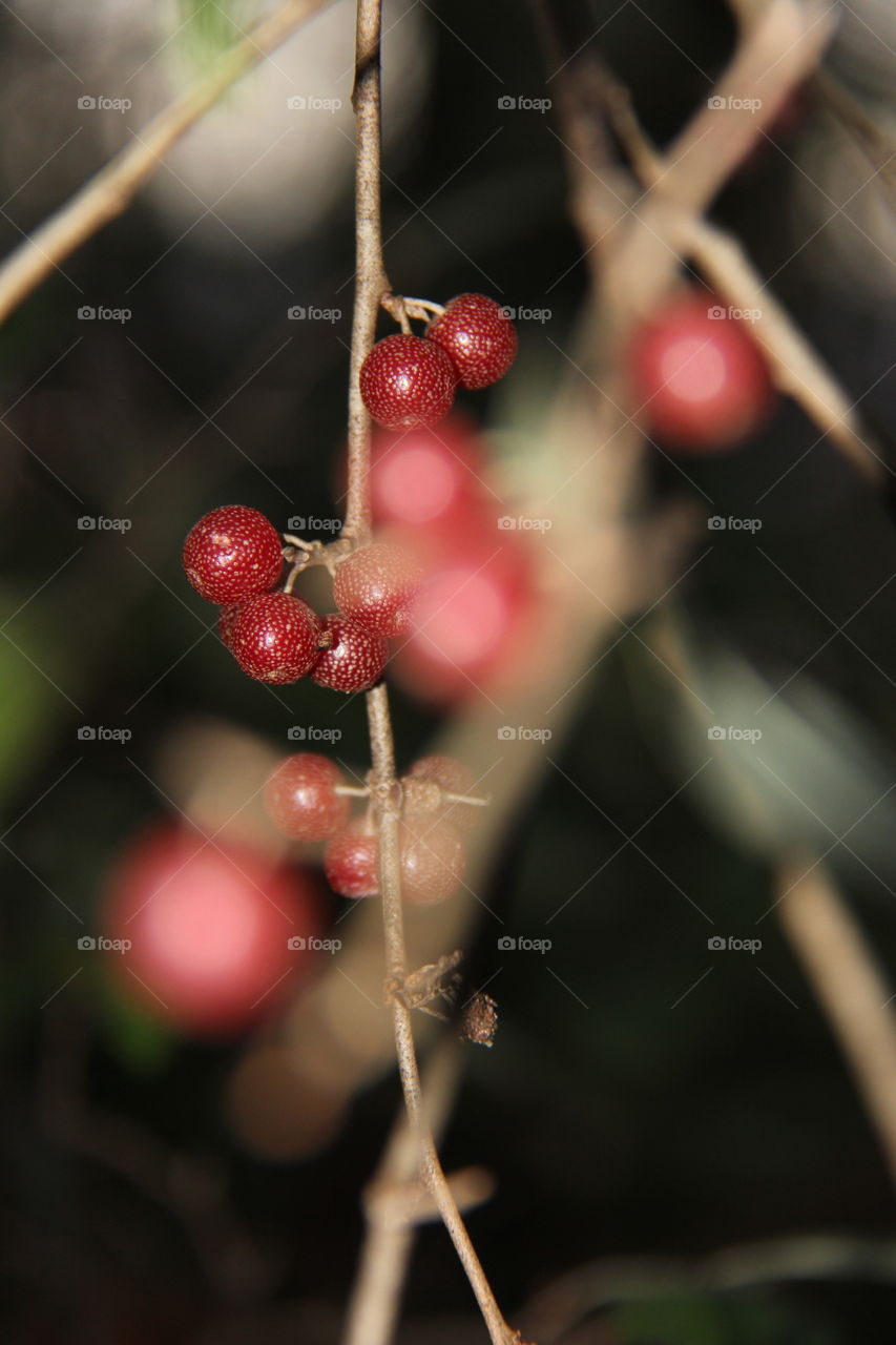 Berries